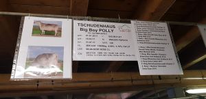 Big Boy Polly